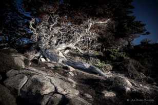 The Cypress at Point Lobos-5938 The Cypress at Point Lobos-5938